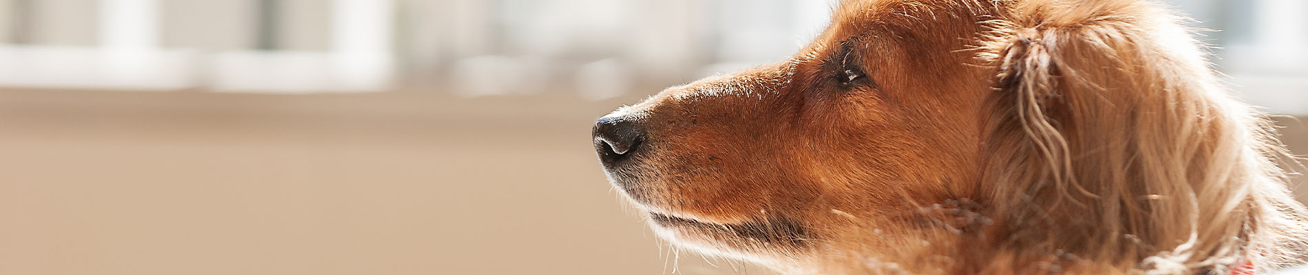 イシハラからのお便り