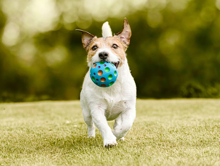 Point 01|ワンちゃんの一生に寄り添う9つの学び。