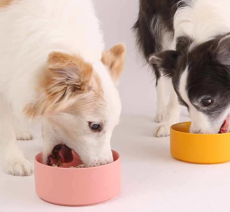 毎日の食事がワンちゃんの“元気で長生き”をつくります。