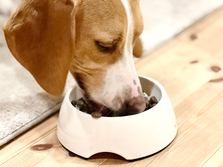 Promise 01|大切なワンちゃんに本当に安心できる食事を。