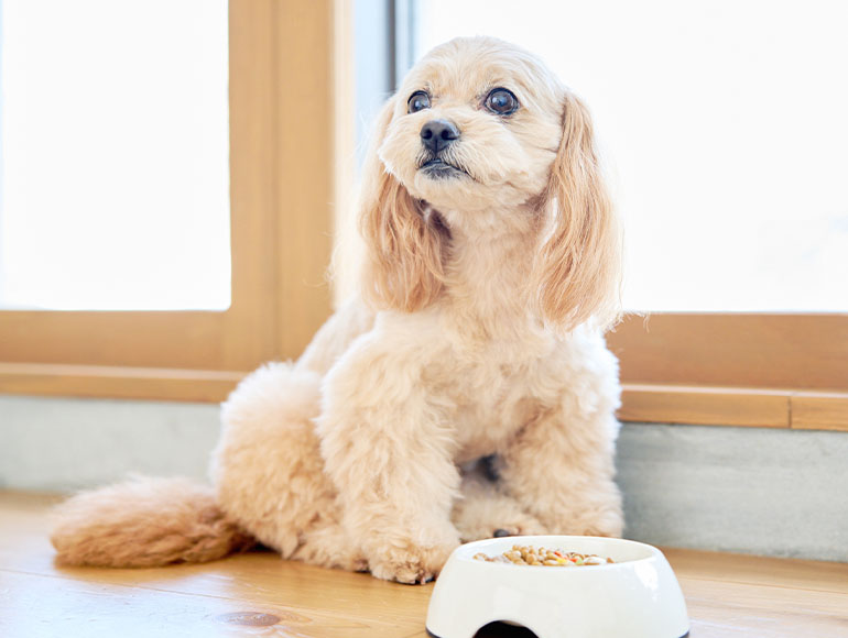 安心の理由６｜ずっと安心して続けられるフード