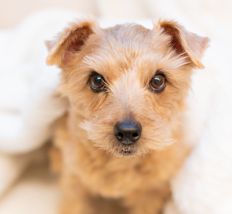 「この子で本当によかった」そう思える出会いを。