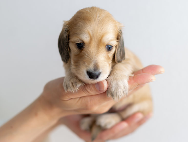 Important thing 01|性格も健康も大切に育てた子だけを。