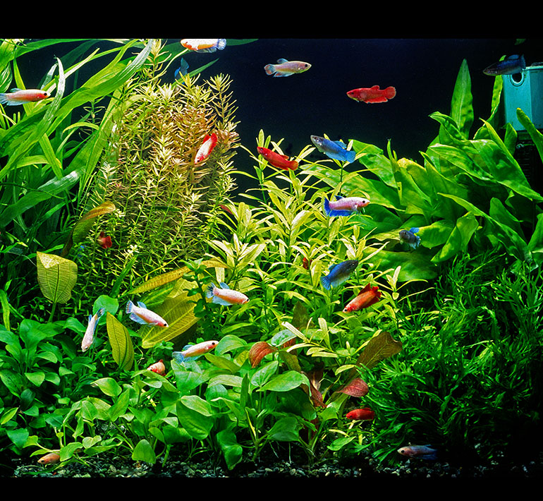 癒しと彩りを添えてくれる、小さな命たち。