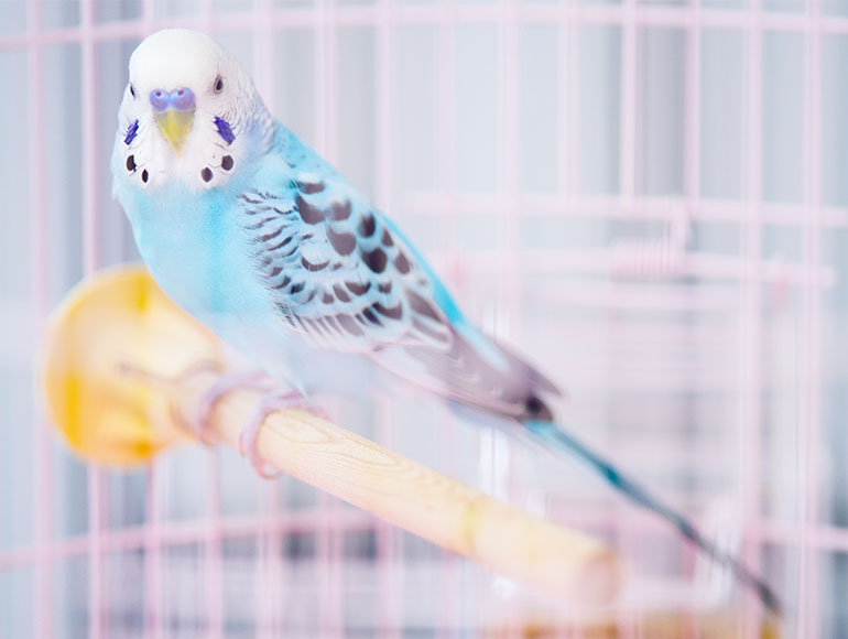 ショップ情報｜鳥・用品販売