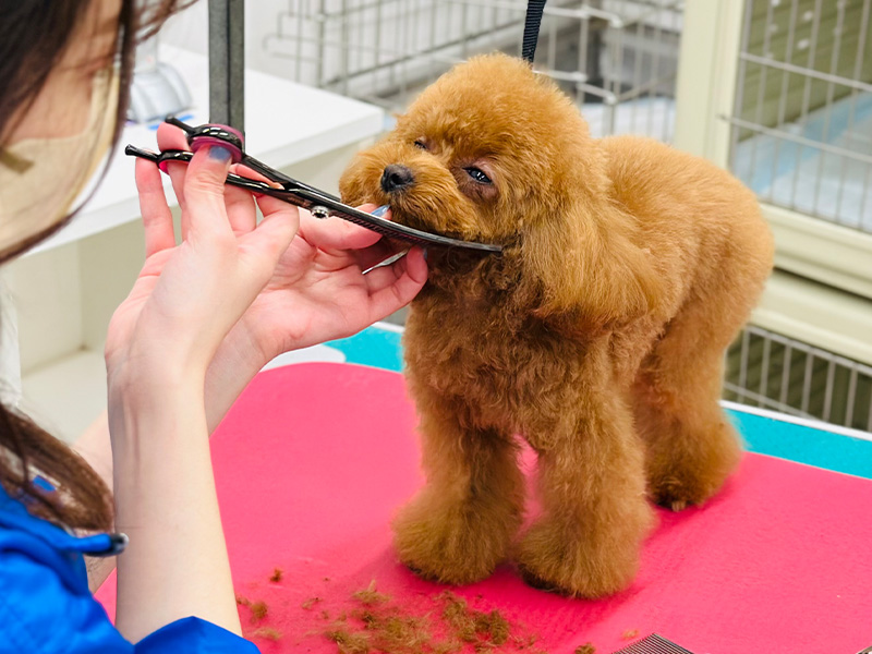 サービス３｜ワンちゃんが喜ぶトリミング