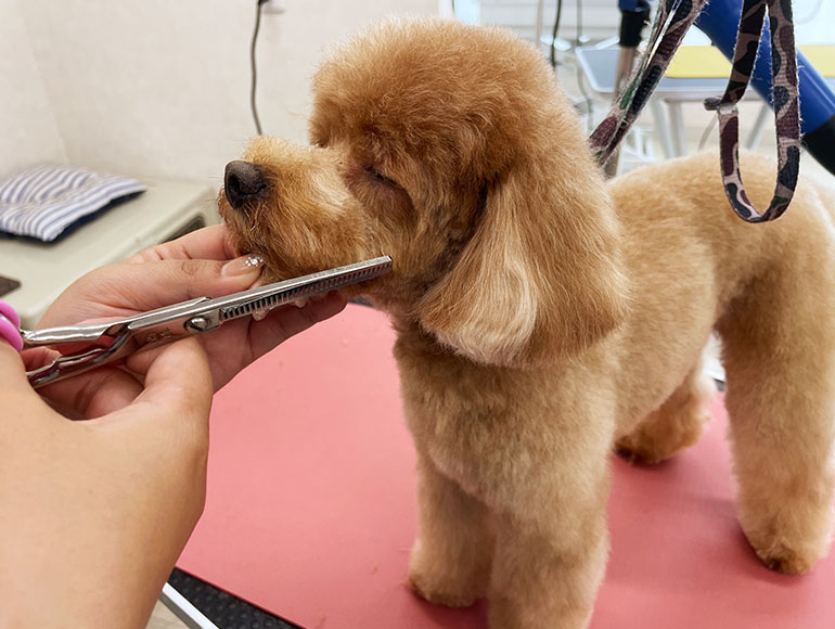 プロトリマースクールの運営