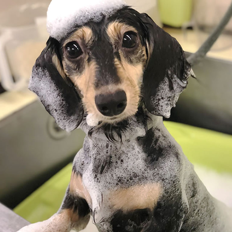 幸せなペットライフを彩る、 3つのトリミングサロン。