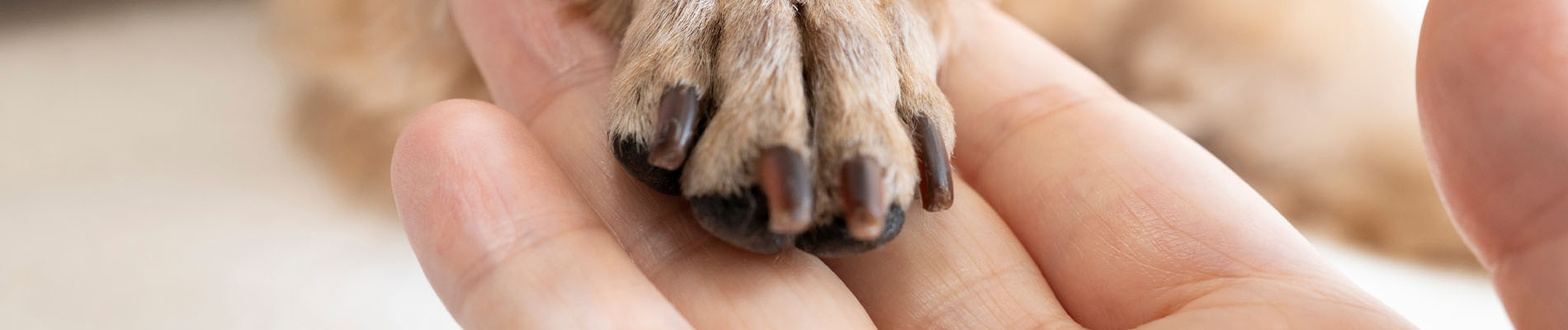 イシハラの想い