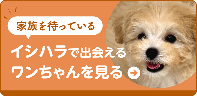 【家族を待っている】イシハラで出会えるワンちゃんを見る